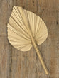 Palm Leaf
