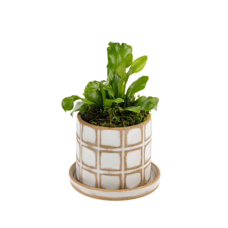 Planter Pot with Tray - Indaba