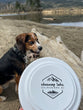 Frisbee Shuswap Lake