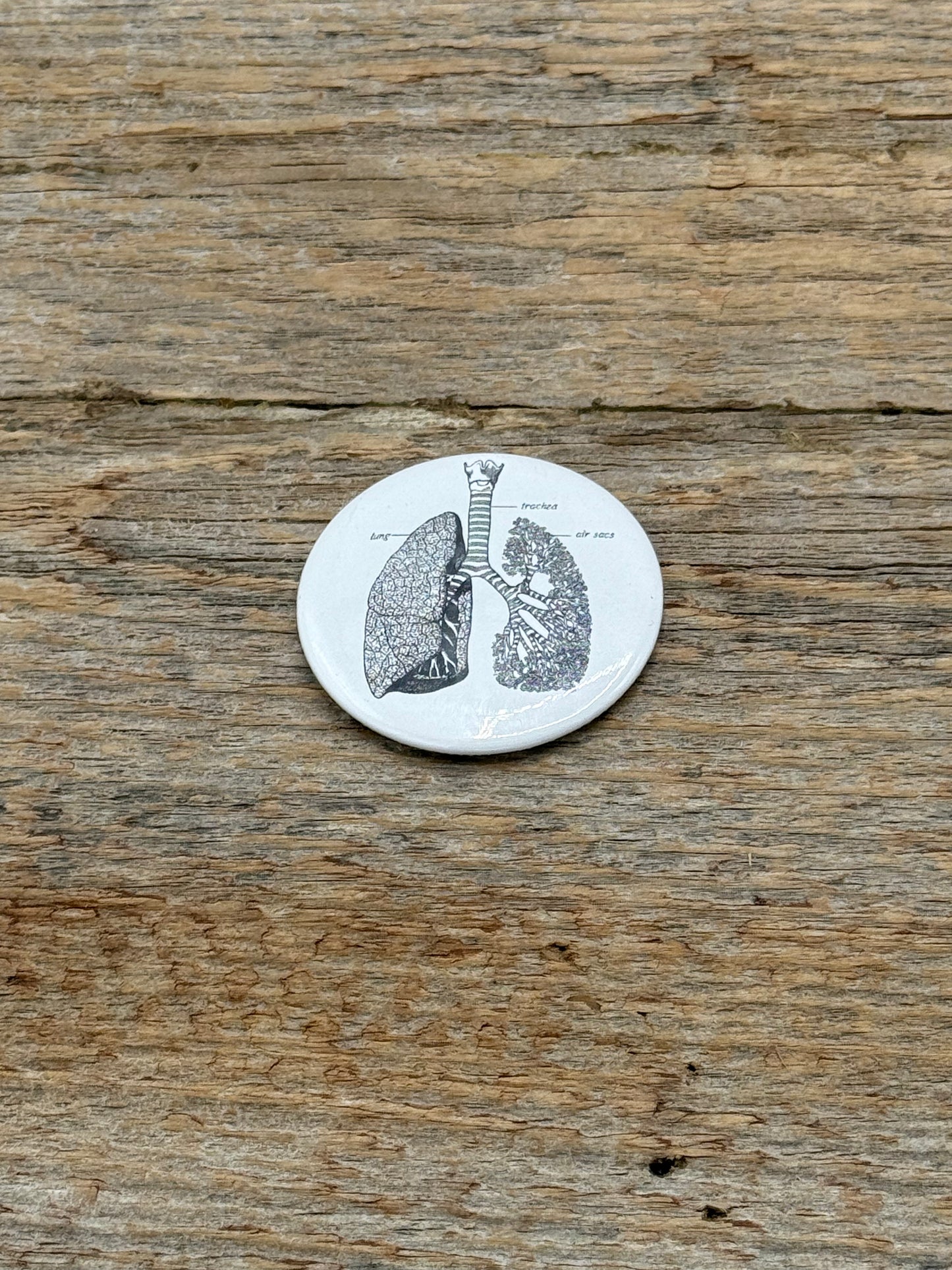 Magnet with lung illustration on a wooden surface
