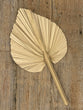 Palm Leaf