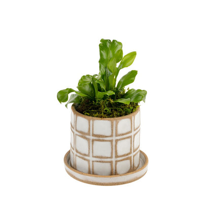 Planter Pot with Tray  - Indaba
